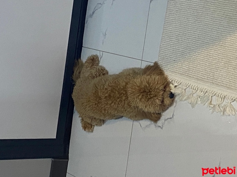 Poodle (Minyatür Kaniş), Köpek  Noodle fotoğrafı