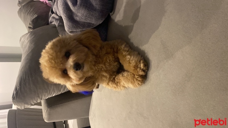 Poodle (Minyatür Kaniş), Köpek  Noodle fotoğrafı