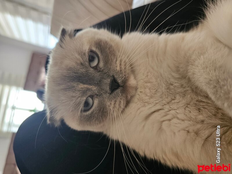 Scottish Fold, Kedi  Arwen fotoğrafı