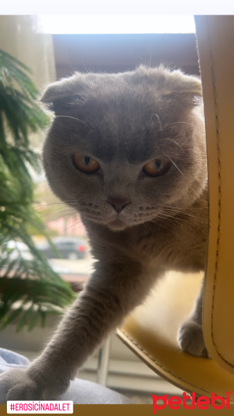 British Shorthair, Kedi  Paşa fotoğrafı