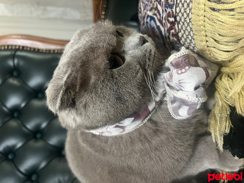 British Shorthair, Kedi  Paşa fotoğrafı