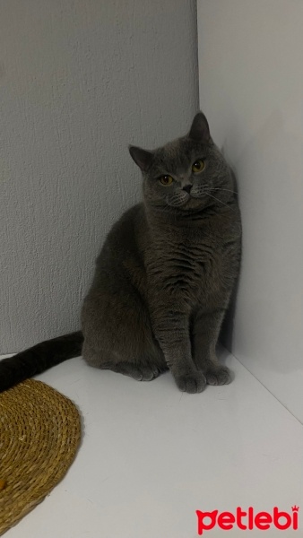 British Shorthair, Kedi  Sherlock fotoğrafı