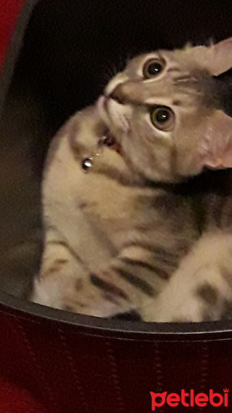 Tekir Kedi, Kedi  Duman fotoğrafı