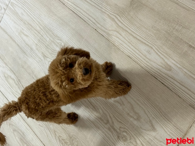 Poodle(Standart Kaniş), Köpek  Tarçın (poddle) fotoğrafı
