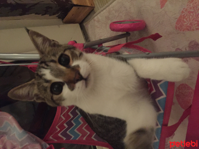 Tekir Kedi, Kedi  Fındık  fotoğrafı