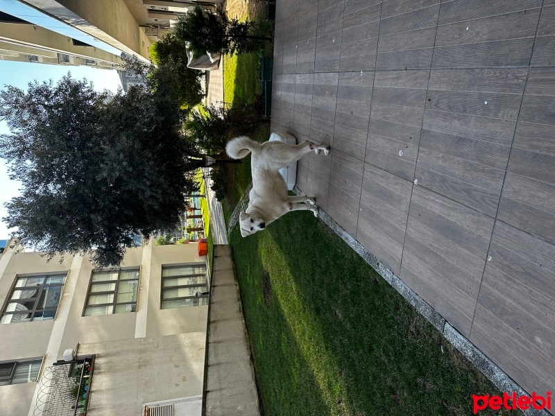 Akbaş, Köpek  İyon fotoğrafı