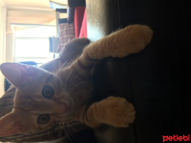 Tekir Kedi, Kedi  Minnoş fotoğrafı