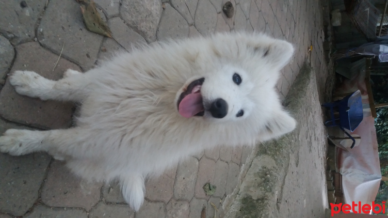 Samoyed, Köpek  Pamuk fotoğrafı