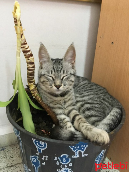 Tekir Kedi, Kedi  duman fotoğrafı