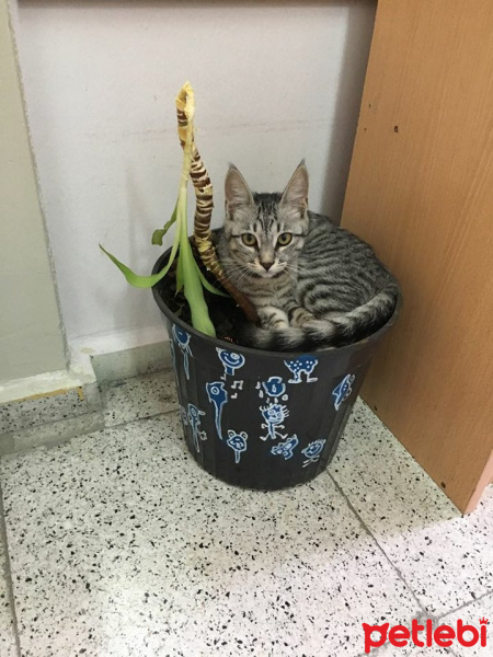 Tekir Kedi, Kedi  duman fotoğrafı