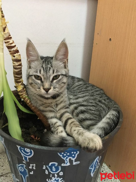 Tekir Kedi, Kedi  duman fotoğrafı