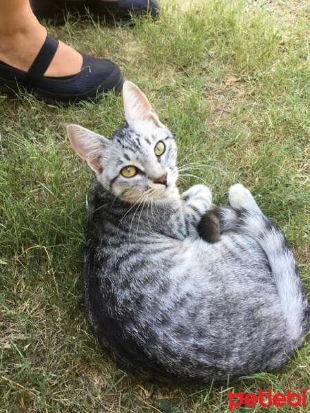 Tekir Kedi, Kedi  duman fotoğrafı
