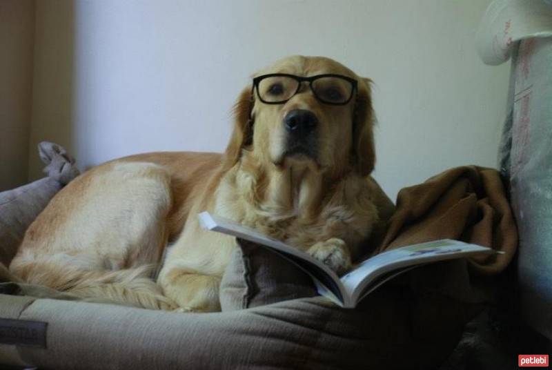 Golden Retriever, Köpek  Hera fotoğrafı