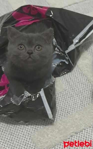 British Shorthair, Kedi  Gri british fotoğrafı