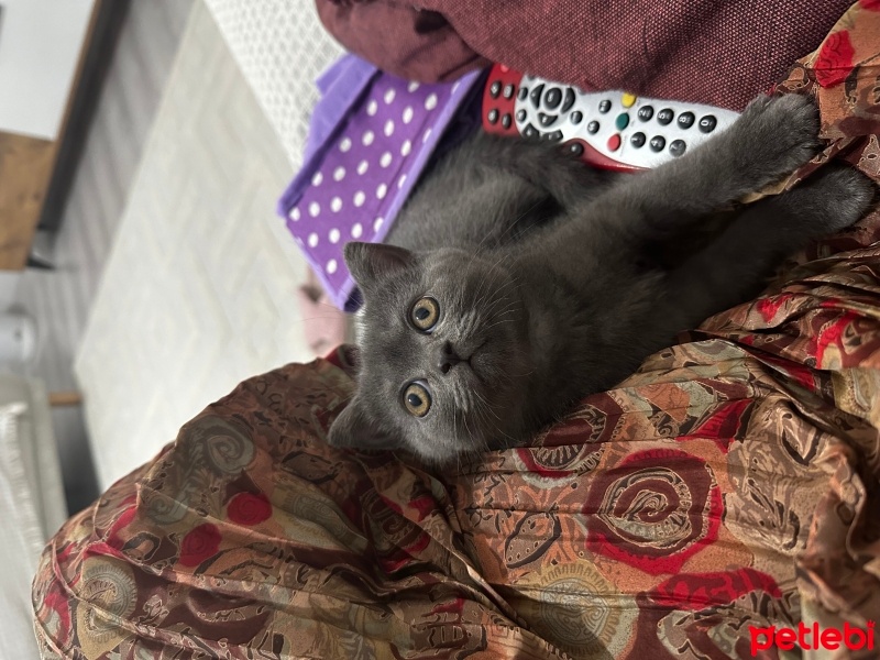 British Shorthair, Kedi  Gri british fotoğrafı