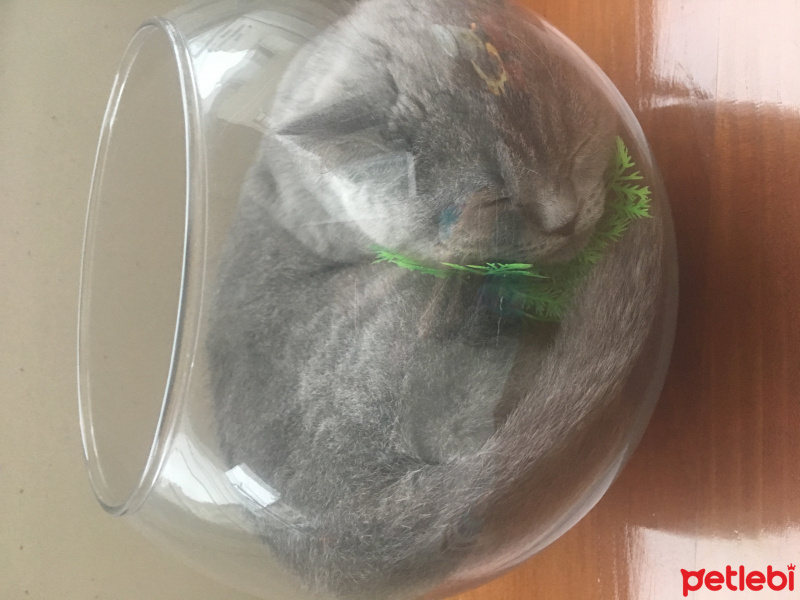 British Shorthair, Kedi  Luna fotoğrafı