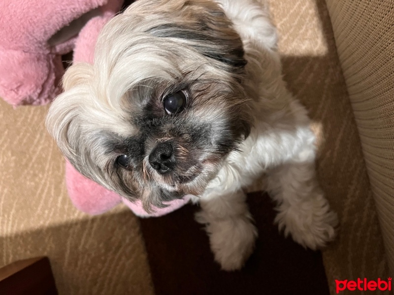 Shih Tzu, Köpek  Coffee fotoğrafı