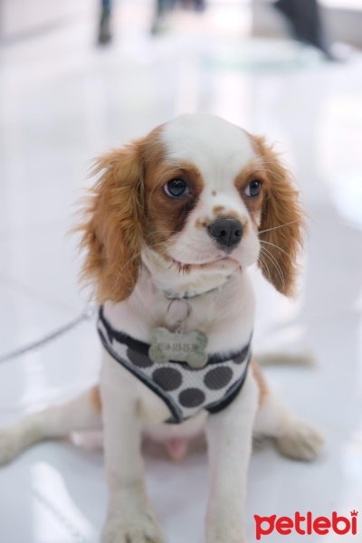 Cavalier King Charles Spanieli, Köpek  lego fotoğrafı