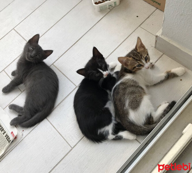 Ankara Kedisi, Kedi  Bıdış fotoğrafı