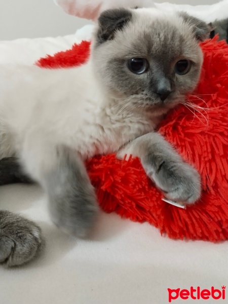 Scottish Fold, Kedi  boncuk fotoğrafı