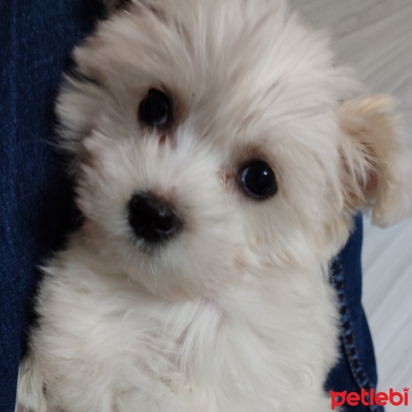 Maltese, Köpek  lily fotoğrafı
