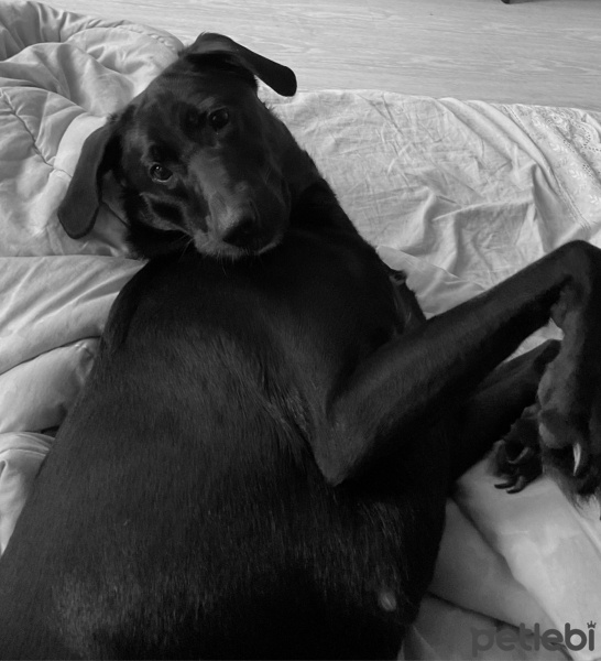 Labrador Retriever, Köpek  Şila fotoğrafı