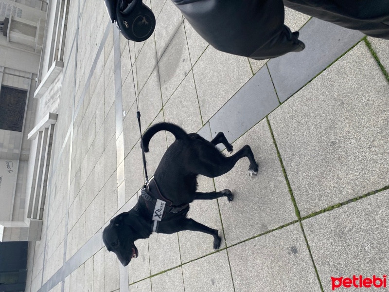 Labrador Retriever, Köpek  Şila fotoğrafı