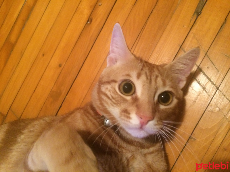 Tekir Kedi, Kedi  Pati fotoğrafı