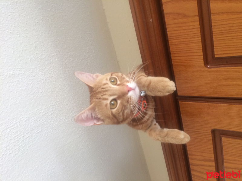 Tekir Kedi, Kedi  Pati fotoğrafı