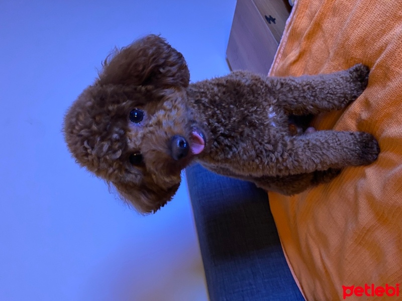 Poodle (Minyatür Kaniş), Köpek  Tarcin fotoğrafı