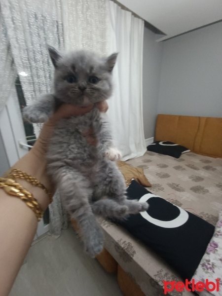 British Shorthair, Kedi  Şila ve pamuk fotoğrafı