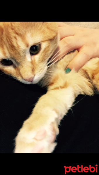 Tekir Kedi, Kedi  Mia  fotoğrafı