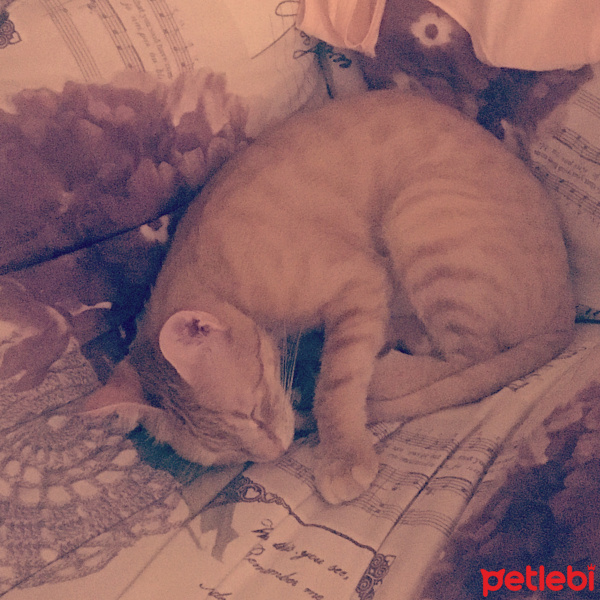 Tekir Kedi, Kedi  Mia  fotoğrafı