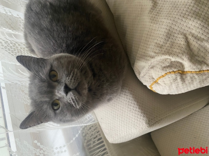 British Shorthair, Kedi  Mia fotoğrafı