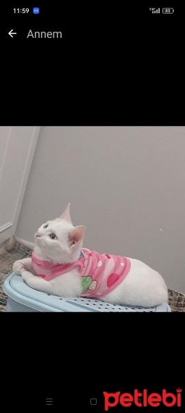 Ankara Kedisi, Kedi  Pamuk fotoğrafı
