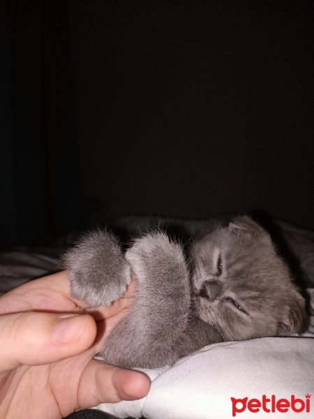 British Shorthair, Kedi  Zeytin fotoğrafı