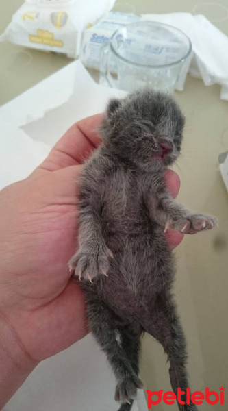 Korat, Kedi  Rapi fotoğrafı