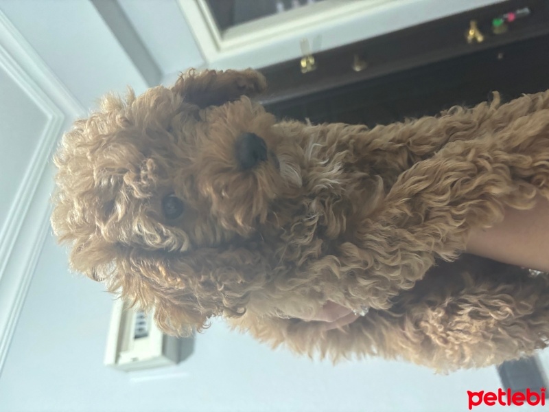 Poodle (Minyatür Kaniş), Köpek  Tarçın fotoğrafı