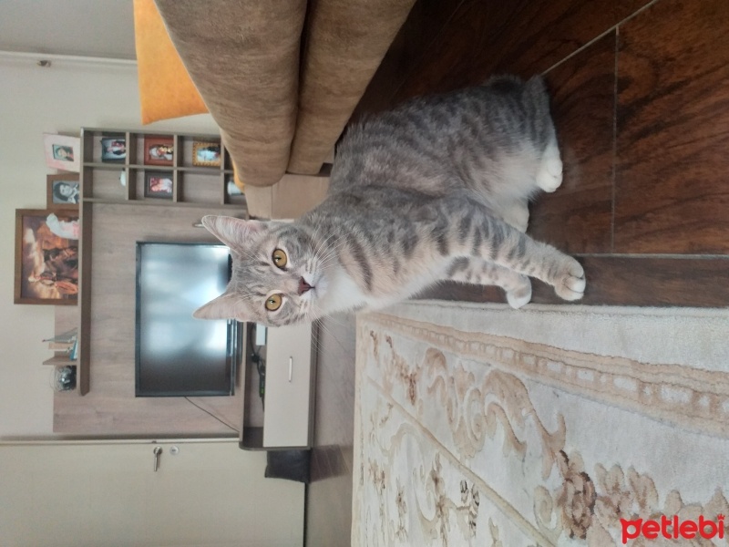 Tekir Kedi, Kedi  Şila fotoğrafı