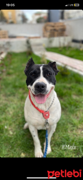 Dogo Arjantin, Köpek  Maya fotoğrafı