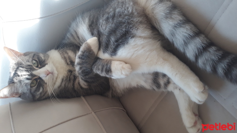 Tekir Kedi, Kedi  Mia fotoğrafı