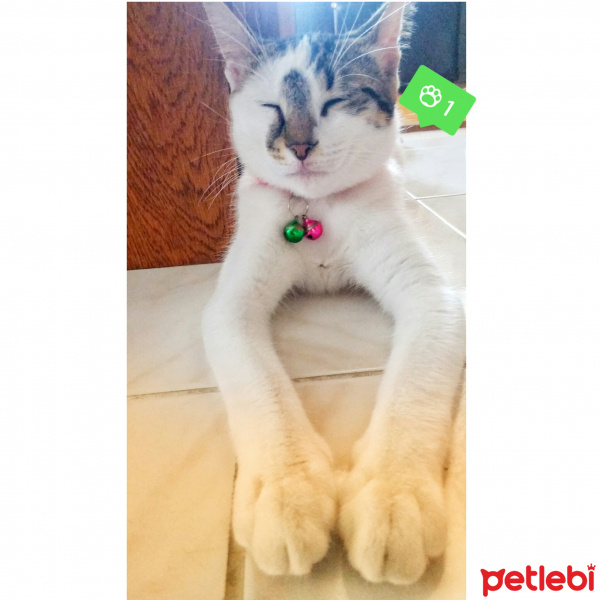 Tekir Kedi, Kedi  Ponçik  fotoğrafı
