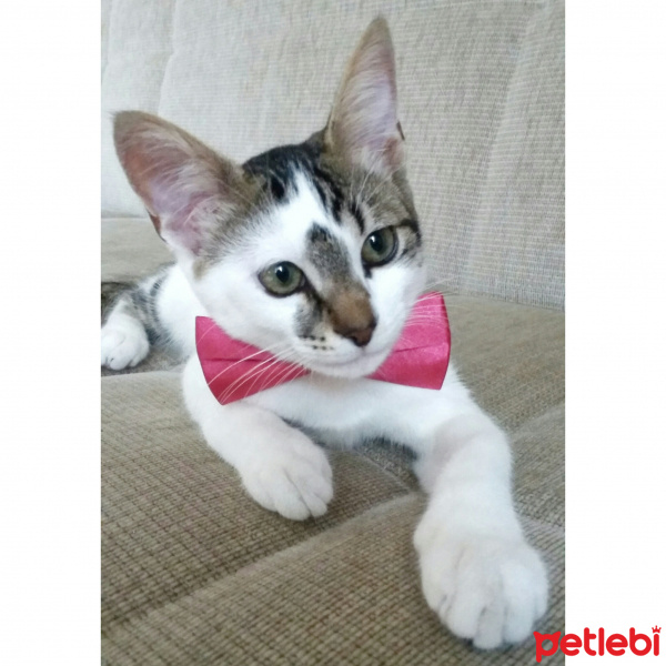 Tekir Kedi, Kedi  Ponçik  fotoğrafı