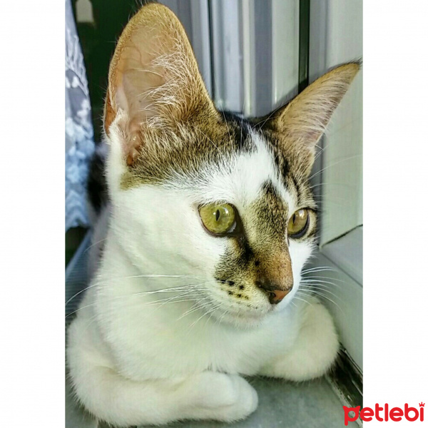 Tekir Kedi, Kedi  Ponçik  fotoğrafı