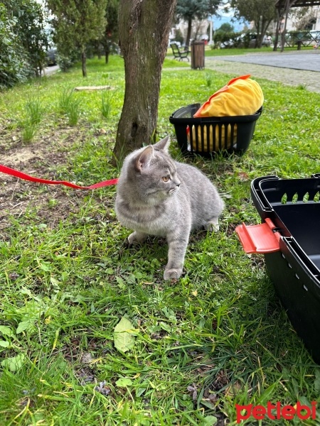British Shorthair, Kedi  LUNA fotoğrafı