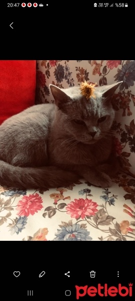 British Shorthair, Kedi  Duman fotoğrafı
