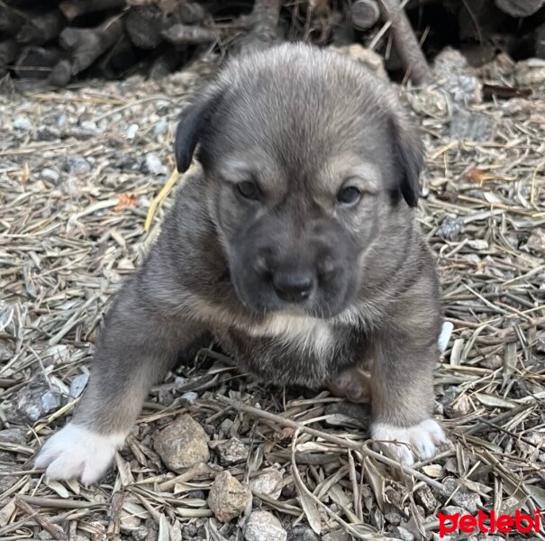 Kangal, Köpek  Kasap fotoğrafı