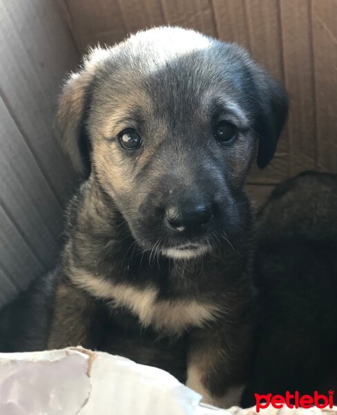 Kangal, Köpek  Tatar fotoğrafı