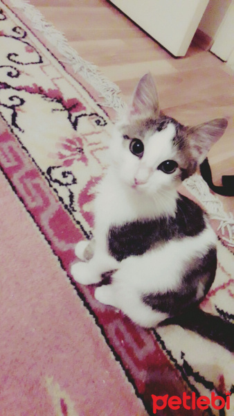 Bengal, Kedi  Akira fotoğrafı