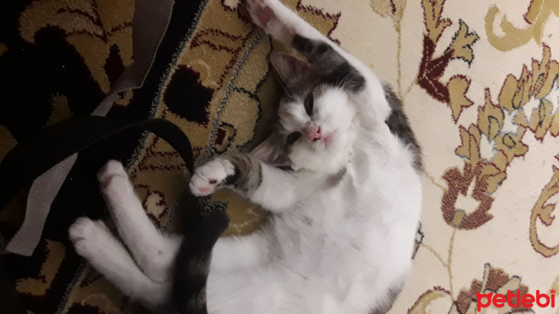 Bengal, Kedi  Akira fotoğrafı